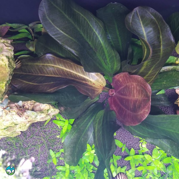 哈迪红珍珠皇冠草-4