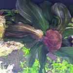 哈迪红珍珠皇冠草-缩略图-4