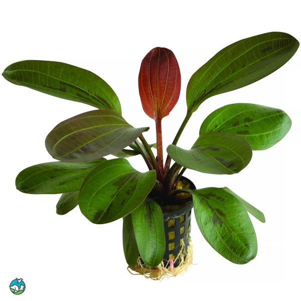 哈迪红珍珠皇冠草-5