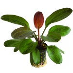 哈迪红珍珠皇冠草-缩略图-5