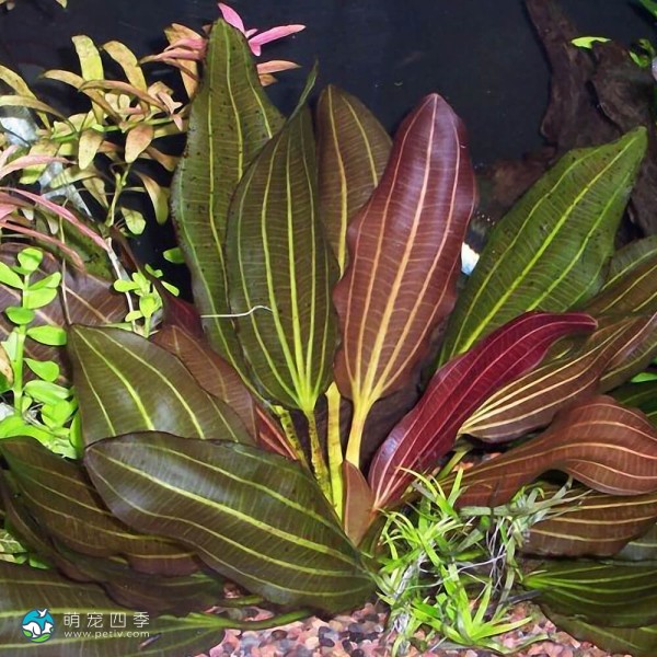 小王子皇冠草-1