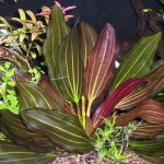 小王子皇冠草-缩略图-1