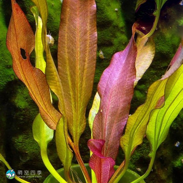 小王子皇冠草-2