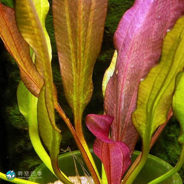 小王子皇冠草-3