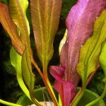 小王子皇冠草-缩略图-3