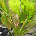 东方皇冠草-缩略图-1