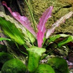 东方皇冠草-缩略图-2