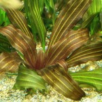 东方皇冠草-缩略图-3