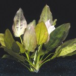 东方皇冠草-缩略图-5