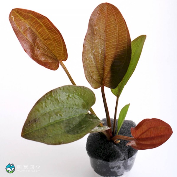 阿朱那皇冠草-1