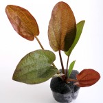 阿朱那皇冠草-缩略图-1