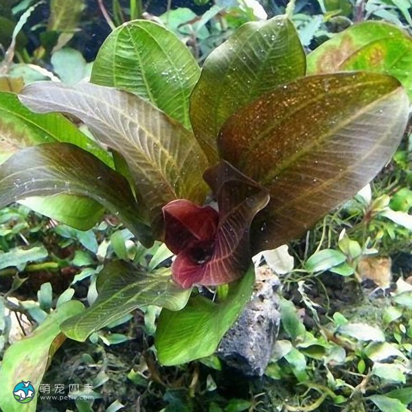 阿朱那皇冠草-2