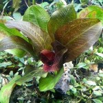 阿朱那皇冠草-缩略图-2