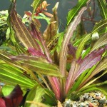 坦尚皇冠草-缩略图-1