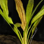 坦尚皇冠草-缩略图-2