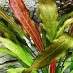 坦尚皇冠草-缩略图-3