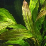 坦尚皇冠草-缩略图-4