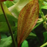 坦尚皇冠草-缩略图-5