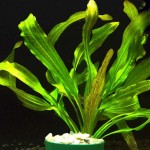 坦尚皇冠草-缩略图-6