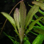 坦尚皇冠草-缩略图-7