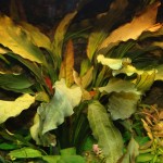 坦尚皇冠草-缩略图-8