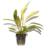 红钻皇冠草-缩略图-2