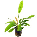 红钻皇冠草-缩略图-3