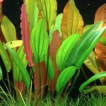 红钻皇冠草-缩略图-4