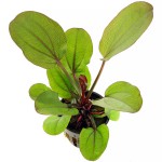 蕊妮皇冠草-缩略图-1