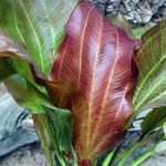 蕊妮皇冠草-缩略图-2