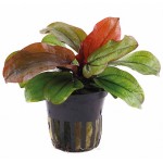 蕊妮皇冠草-缩略图-4