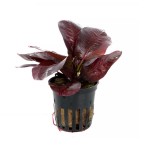 蕊妮皇冠草-缩略图-5