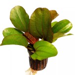 蕊妮皇冠草-缩略图-6