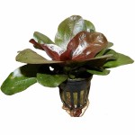 蕊妮皇冠草-缩略图-7