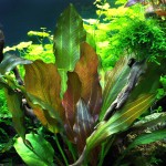 蕊妮皇冠草-缩略图-8