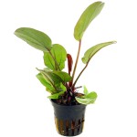 蕊妮皇冠草-缩略图-9