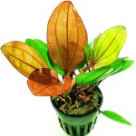 小熊皇冠草-缩略图-1