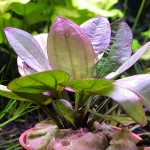 小熊皇冠草-缩略图-2