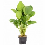 小熊皇冠草-缩略图-3