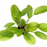 小熊皇冠草-缩略图-4