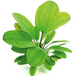 小熊皇冠草-缩略图-5