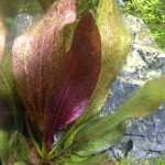 圣艾尔摩之火皇冠草-缩略图-1