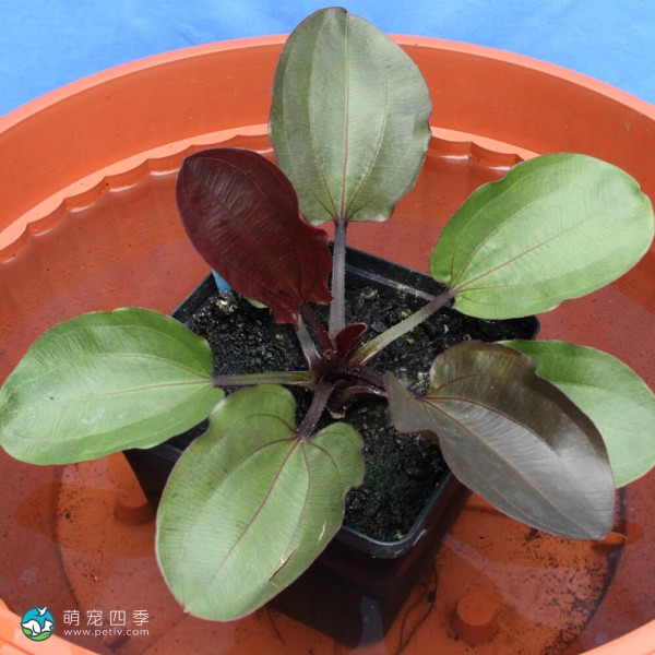 圣艾尔摩之火皇冠草-2