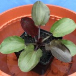 圣艾尔摩之火皇冠草-缩略图-2