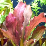 圣艾尔摩之火皇冠草-缩略图-3