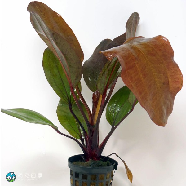 圣艾尔摩之火皇冠草-4