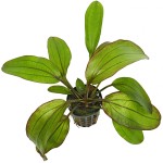 光谱皇冠草-缩略图-1