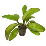 光谱皇冠草-缩略图-2