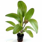 光谱皇冠草-缩略图-3