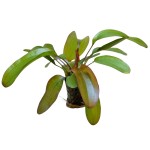 光谱皇冠草-缩略图-4